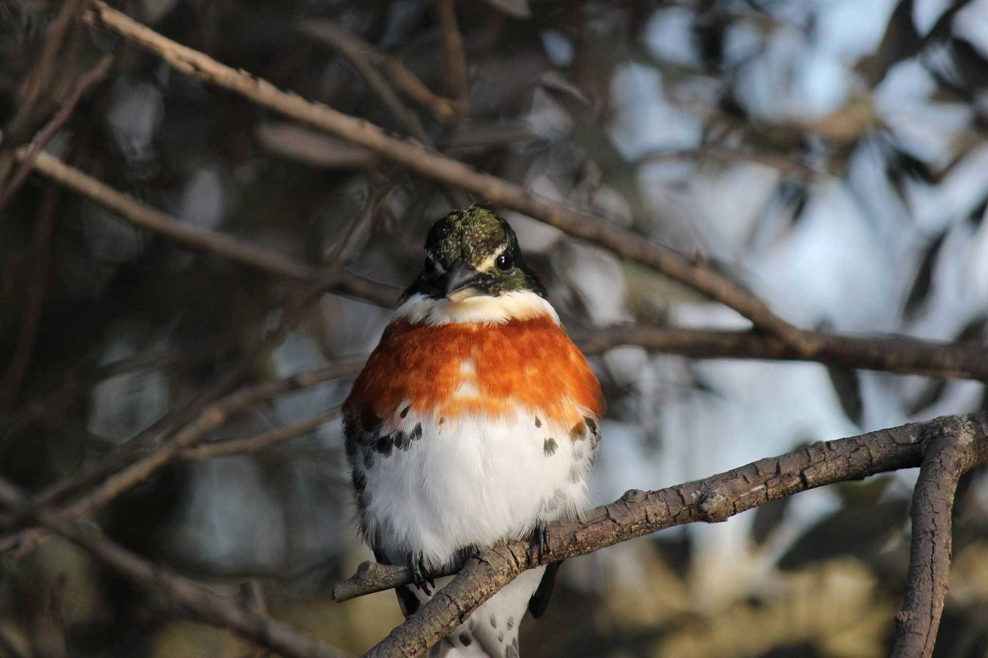 Bienvenidos a Uruwild ! - Disfrutando el Jard&iacute;n del Uruguay - Queres saber mas sobre Uruwild ? Uruwild.